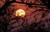 South Africa - Sunset through tree branches, Singita - photo by B.Cain