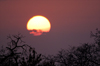 South Africa - Sunsetover the savannah,  Singita - photo by B.Cain