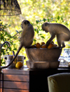 South Africa - Two monkeys raiding fruit bowl, Singita - photo by B.Cain