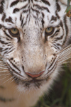 South Africa - White Tiger Close-up, big cats rehab ctr, Oudtshoorn - photo by B.Cain