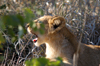 South Africa - Yawning lion cub, Singita - photo by B.Cain
