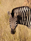South Africa - Zebra head and shoulders, Singita - photo by B.Cain