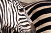 South Africa - Zebra stripes, Singita - photo by B.Cain