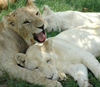 South Africa - Pilanesberg National Park: lions - growl - photo by K.Osborn