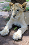 South Africa - Pilanesberg National Park: lion cub - feline - photo by K.Osborn
