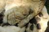 South Africa - Pilanesberg National Park: lion resting on a paw - Felidae - photo by K.Osborn