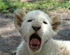 South Africa - Pilanesberg National Park: white lion - tired cub - baby lion - photo by K.Osborn