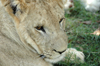 South Africa - Pilanesberg National Park: lion - cute face - photo by K.Osborn