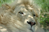 South Africa - Pilanesberg National Park: lion - white male - head - leon blanco - photo by K.Osborn