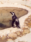 South Africa - Port Elizabeth / PLZ: penguin - the Oceanarium (at the Snake Park) - photo by M.Torres