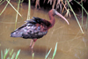 South Africa - Pilansberg National Park: Glossy Ibis - Plegadis falcinellus at Golden Leopard Resort - photo by R.Eime