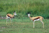 South Africa - Pilanesberg National Park: two Springbok - photo by R.Eime