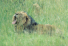 South Africa - Pilanesberg National Park: male lion yawning in the long grass - photo by R.Eime