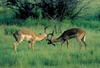 South Africa - Pilanesberg National Park: two antelopes joust playfully - photo by R.Eime