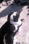 South Africa - Cape Town: Jackass Penguin - Shelley Beach (photo by R.Eime)