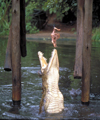South Africa - Sun City: feeding crocodiles at the Kwena Gardens Crocodile Sanctuary - photo by R.Eime
