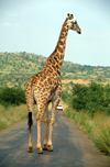 South Africa - Pilanesberg National Park: a giraffe strolls down an access road - photo by R.Eime