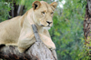 South Africa - Pilanesberg National Park: lioness resting on a tree - photo by K.Osborn