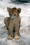 South Africa - Pilanesberg National Park: 12 week old lion cub - photo by R.Eime