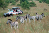 South Africa - Hennops - Magaliesburg Mountains (Gauteng province): 4WD enthusiasts enjoy a drive amongst Zebra near Hartebeestport Dam - photo by R.Eime