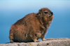 South Africa - Cape Town: a Dassie - Procavia capensis - a furry rodent that lives on Table Mountain (photo by R.Eime)