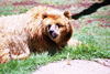 South Africa - Pretoria: zoo - bear - photo by J.Stroh