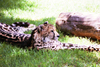 South Africa - Pretoria: King Cheetah - Acinonyx jubatus rex - zoo - photo by J.Stroh