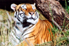 South Africa - Pretoria / Tshwane: tiger - Panthera tigris - zoo - photo by J.Stroh