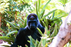 Pretoria, South Africa: gorilla - zoo - Gorilla gorilla - photo by J.Stroh