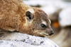 South Africa - Cape Town: Cape Town: a Dassie or hyrax  - Procavia capensis - close-up (photo by J.Stroh)
