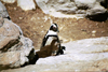 South Africa - Betties Bay: penguins - Garden Route - photo by J.Stroh