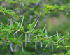 Gustavia, St. Barts / Saint-Barthlemy: thorns of an acacia - photo by M.Torres