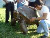 Saint Helena: Jamestown - giant turtle