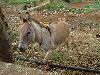 Saint Helena: donkey (photo by Captain Peter)