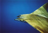 Saint Helena: Manta ray - Manta birostris - raie manta - raia manta - Mantarochen - jamanta - underwater - photo by Christophe Breschi