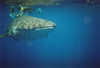 Saint Helena: Whale shark - Rhincodon typus - requin baleine - tubaro baleia - photo by Christophe Breschi