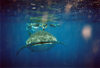 Saint Helena: Whale shark - head - Walhai - Rhincodon typus - photo by Christophe Breschi