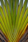 Basseterre, Saint Kitts island, Saint Kitts and Nevis: travellers' palm stem - Ravenala madagascariensis - photo by M.Torres