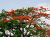 Charlestown, Nevis, St Kitts and Nevis: flamboyant tree aka royal poinciana (Delonix regia) - photo by M.Torres