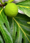 Charlestown, Nevis, St Kitts and Nevis: breadfruit tree - Artocarpus altilis - rich in vitamins and a source of carbohydrates and protein - photo by M.Torres