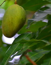 Charlestown, Nevis, St Kitts and Nevis: mango fruit hanging on the tree - photo by M.Torres