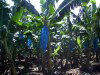 St Lucia: banana plantation (photo by Robert Ziff)