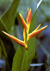 St Lucia: Heliconia psittacorum - Parakeet heliconia - flowering plant - raceme - Diamond Botanical Gardens - photo by A.Walkinshaw
