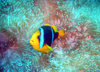 Samoa - Sava'i: clownfish and sea anemone - underwater image - photo by R.Eime