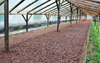gua Iz plantation / roa  gua Iz, Cantagalo district, So Tom and Prcipe / STP: cocoa beans drying naturally in a greenhouse / estufa usada para a secagem natural do cacau - photo by M.Torres