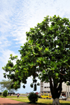 So Tom, So Tom and Prncipe / STP: Breadfruit tree on Independence Square - Artocarpus altilis / rvore de fruta po na Praa de Independncia, antiga Praa da Repblica - photo by M.Torres