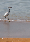 So Tom, So Tom and Prncipe / STP: spotted heron on the beach - aquatic bird / gara na praia - photo by M.Torres
