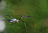 Saudade Plantation /  Fazenda Saudade, M-Zchi district, So Tom and Prncipe / STP: large spider on its web / aranha na sua teia - photo by M.Torres