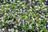 Urzulei, Ogliastra province, Sardinia / Sardegna / Sardigna: almond tree in blossom - photo by M.Torres