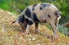 Urzulei, Ogliastra province, Sardinia / Sardegna / Sardigna: a pig roams free - photo by M.Torres